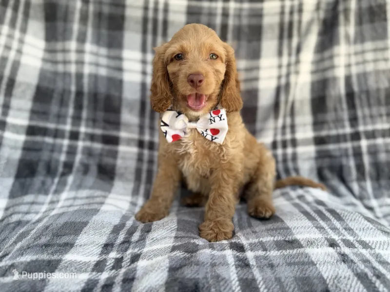 Trout – Cockapoo puppy for sale in Lakeland, FL