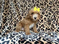 Janey, a female Cockapoo for sale in Lakeland, FL – 4 of 9