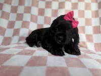 Harper, a female Cocker Spaniel for sale in Lakeland, FL – 5 of 8