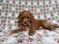Marcus, a male Cockapoo and Poodle - Miniature  for sale in Lakeland, FL – 5 of 7