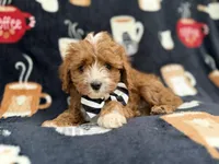 Jackson, a male Cavalier King Charles Spaniel and Poodle - Miniature  for sale in Lakeland, FL – Photo 1 of 9