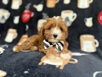 Jackson, a male Cavalier King Charles Spaniel and Poodle - Miniature  for sale in Lakeland, FL – Photo 3 of 9