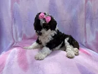 Fern, a female Cockapoo for sale in Lakeland, FL – 5 of 7