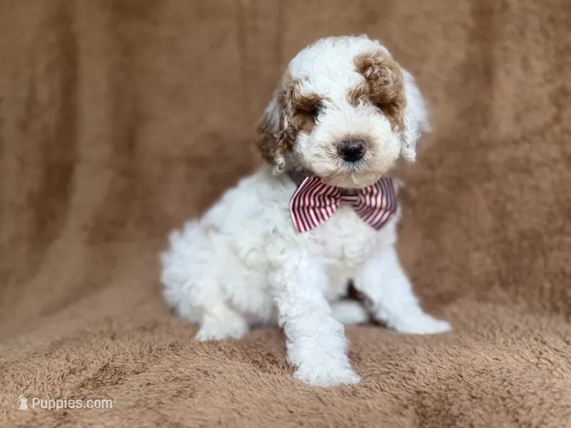 Pierce – Poodle - Miniature  puppy for sale in Lakeland, FL