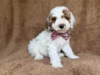 Pierce, a male Poodle - Miniature  for sale in Lakeland, FL – 1 of 8