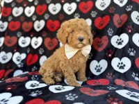 Ace, a male Cavapoo and Poodle - Miniature  for sale in Lakeland, FL – Photo 8 of 9