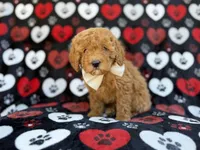 Ace, a male Cavapoo and Poodle - Miniature  for sale in Lakeland, FL – Photo 2 of 9