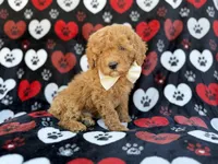 Ace, a male Cavapoo and Poodle - Miniature  for sale in Lakeland, FL – Photo 9 of 9