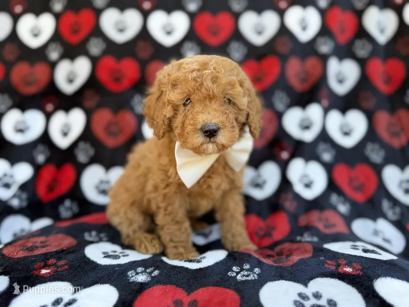 Ace – Cavapoo, Poodle - Miniature  puppy for sale in Lakeland, FL