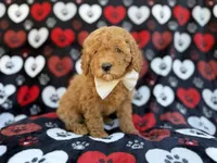 Ace, a male Cavapoo and Poodle - Miniature  for sale in Lakeland, FL – Photo 7 of 9