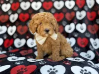 Ace, a male Cavapoo and Poodle - Miniature  for sale in Lakeland, FL – Photo 4 of 9