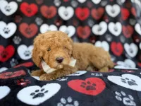 Ace, a male Cavapoo and Poodle - Miniature  for sale in Lakeland, FL – Photo 3 of 9