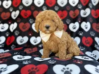 Ace, a male Cavapoo and Poodle - Miniature  for sale in Lakeland, FL – Photo 5 of 9