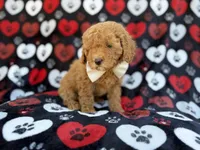 Ace, a male Cavapoo and Poodle - Miniature  for sale in Lakeland, FL – Photo 6 of 9