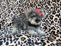 Pixie, a female Miniature Schnauzer for sale in Lakeland, FL – 2 of 9