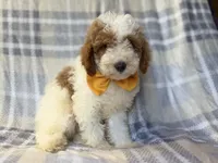 Sarge, a male Cavapoo for sale in Lakeland, FL – 6 of 10