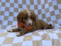Larry, a male Goldendoodle and Poodle - Miniature  for sale in Lakeland, FL – 7 of 8