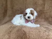 Pierce, a male Poodle - Miniature  for sale in Lakeland, FL – 2 of 8