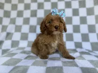 Fancy, a female Cockapoo and Poodle - Miniature  for sale in Lakeland, FL – 4 of 8