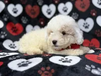 Hex, a male Bichpoo for sale in Lakeland, FL – 8 of 10