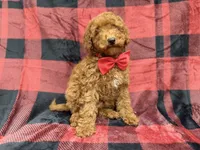 Muffin, a male Poodle - Miniature  for sale in Lakeland, FL – 5 of 7