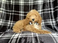 Willie, a male Cockapoo for sale in Lakeland, FL – 9 of 10