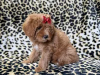 Sassy, a female Cavapoo for sale in Lakeland, FL – 7 of 10