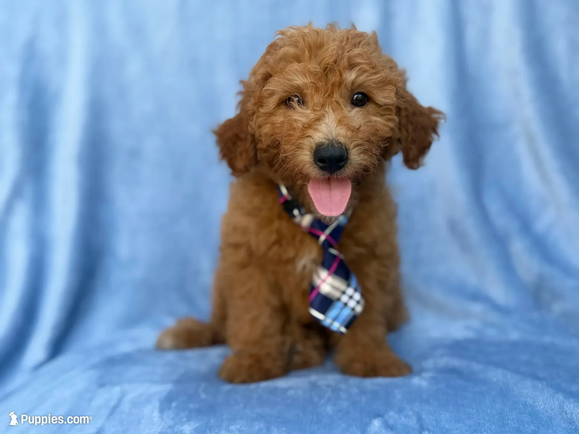 Dash, a male Miniature Goldendoodle for sale in Lakeland, FL – 1 of 9