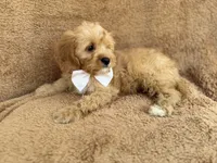 Crook, a male Cavapoo for sale in Lakeland, FL – 6 of 10