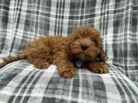 Doodle, a male Cavapoo for sale in Lakeland, FL – 8 of 8
