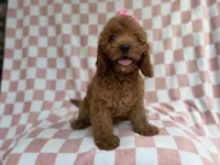 Reba, a female Cavapoo for sale in Lakeland, FL – 2 of 9