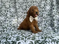 Leon, a male Goldendoodle for sale in Lakeland, FL – 9 of 10
