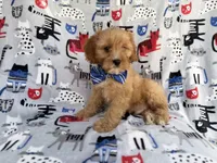 Conner, a male Cavapoo for sale in Lakeland, FL – 2 of 9