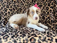 Brynlee, a female Miniature Australian Shepherd for sale in Lakeland, FL – 4 of 7
