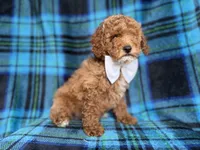 Rags, a male Cockapoo and Poodle - Miniature  for sale in Lakeland, FL – 8 of 8