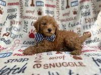 Luke, a male Goldendoodle for sale in Lakeland, FL – 4 of 8