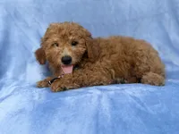 Dash, a male Miniature Goldendoodle for sale in Lakeland, FL – 2 of 9