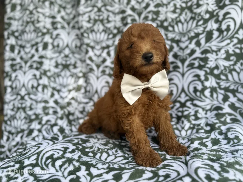 Leon – Goldendoodle, Poodle - Miniature  puppy for sale in Lakeland, FL