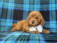 Cody, a male Cavapoo and Poodle - Miniature  for sale in Lakeland, FL – 4 of 9