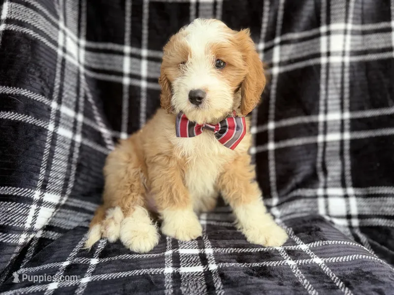 Cobra – Cavapoo puppy for sale in Lakeland, FL