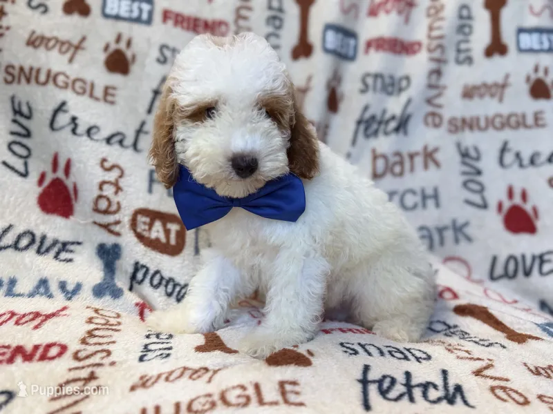 Tofu – Poodle - Miniature  puppy for sale in Lakeland, FL