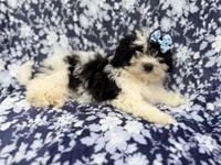 Darlin, a female Shihpoo for sale in Lakeland, FL – 3 of 8