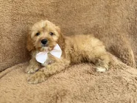 Crook, a male Cavapoo for sale in Lakeland, FL – 2 of 10