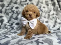 Freddy, a male Cockapoo and Poodle - Miniature  for sale in Lakeland, FL – 7 of 8