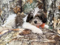 Dagger, a male Shihpoo for sale in Lakeland, FL – 6 of 10