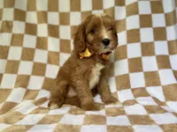 Marshall, a male Cavapoo for sale in Lakeland, FL – 7 of 9