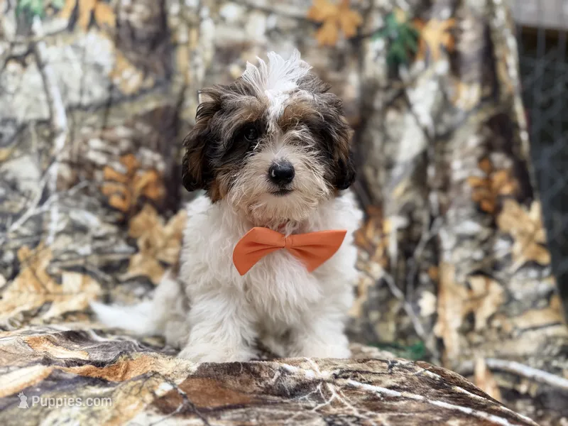 Dagger – Shihpoo puppy for sale in Lakeland, FL
