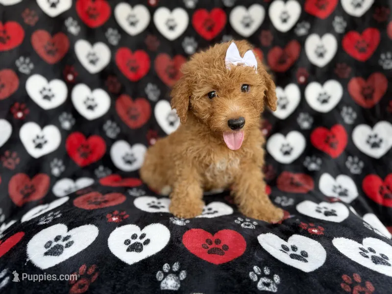 Olivia – Miniature Aussiedoodle puppy for sale in Lakeland, FL