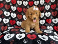 Olivia, a female Miniature Aussiedoodle for sale in Lakeland, FL – 1 of 9