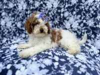 Charlotte , a female Poodle - Miniature  for sale in Lakeland, FL – 6 of 8